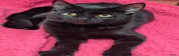 Mixed Breed cats for sale: Lovely Runa - Advert 2