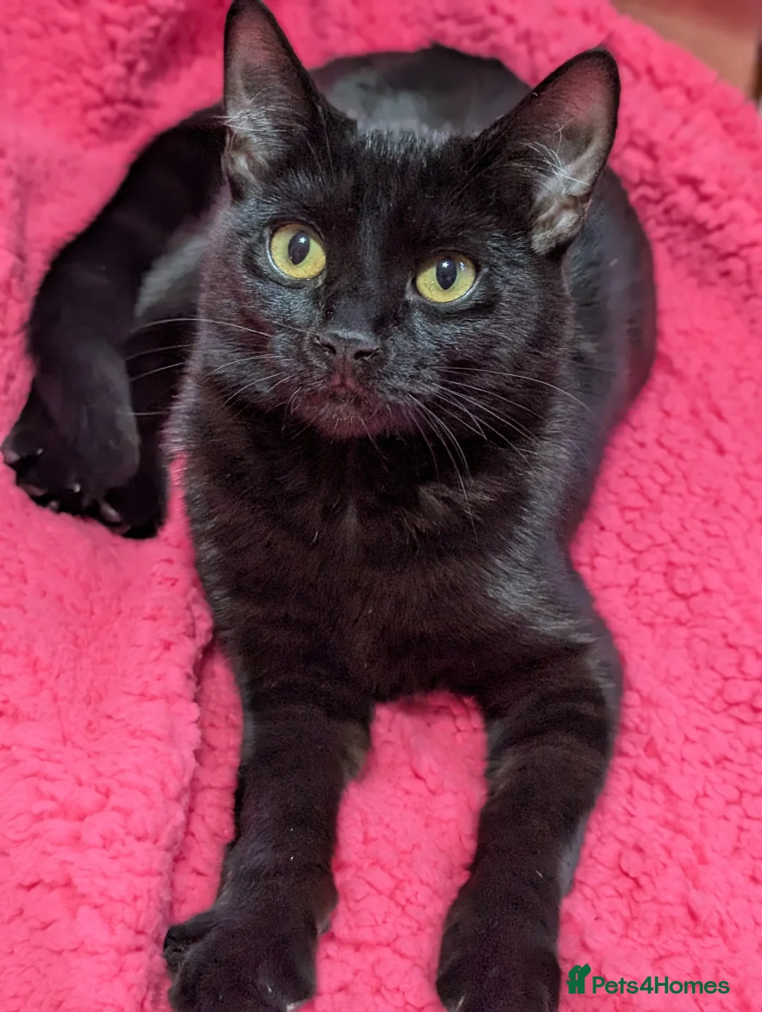 Mixed Breed cats for sale: Lovely Runa - Advert 2
