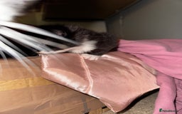 Domestic Shorthair cats for sale: 3 lovely black and white kittens - Image 2