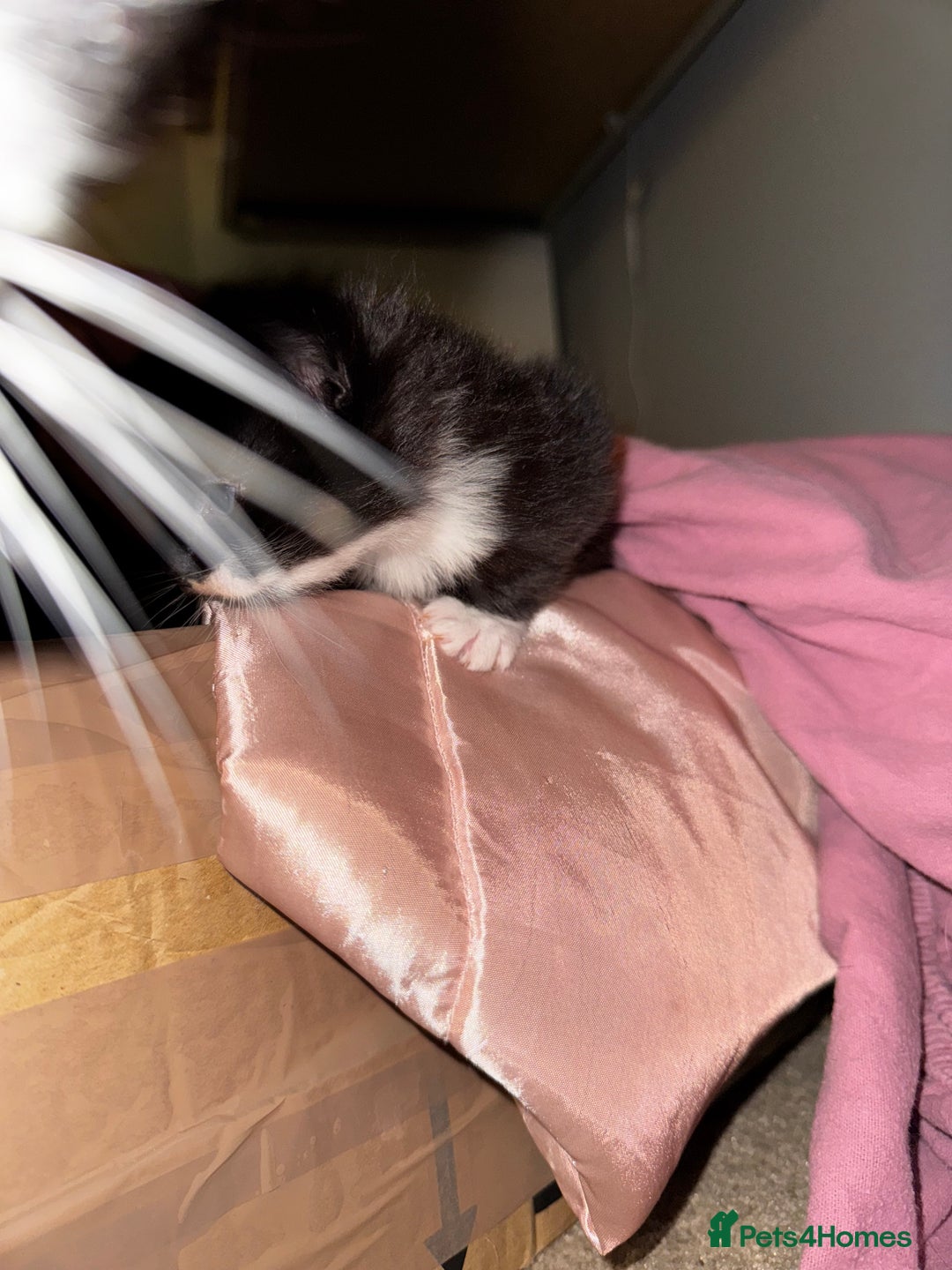 Domestic Shorthair cats for sale: 3 lovely black and white kittens - Image 2