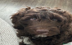 Mixed Breed dogs for sale: Loveable Cockapoo puppy  - Advert 4