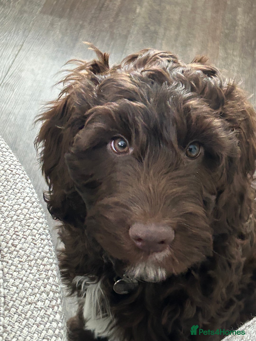 Mixed Breed dogs for sale: Loveable Cockapoo puppy  - Advert 4