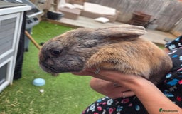Mixed Breed rabbits for sale: Rabbit, male, 3yrs, with double hutch - Image 12