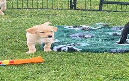 Labrador Retriever dogs for sale: Yellow and black Labrador puppies in Whitchurch - Image 12