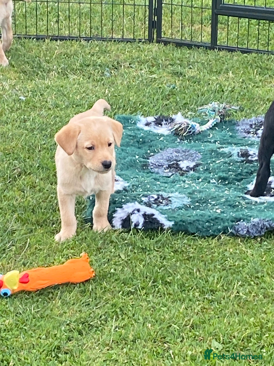 Labrador Retriever dogs for sale: Yellow and black Labrador puppies in Whitchurch - Image 12