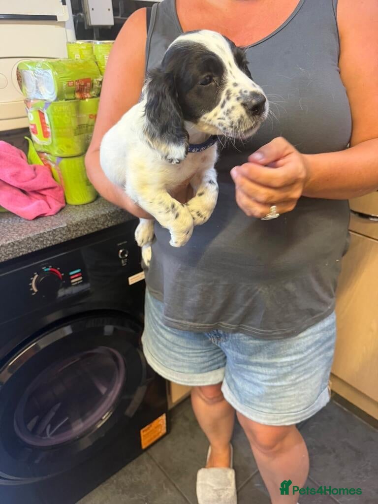 English Springer Spaniel dogs Beautiful litter springer spaniels - Advert 2