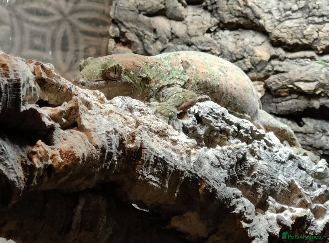 Gecko reptiles for sale: Female Pine Island Chahoua Gecko (Mossy Gecko) - Image 2