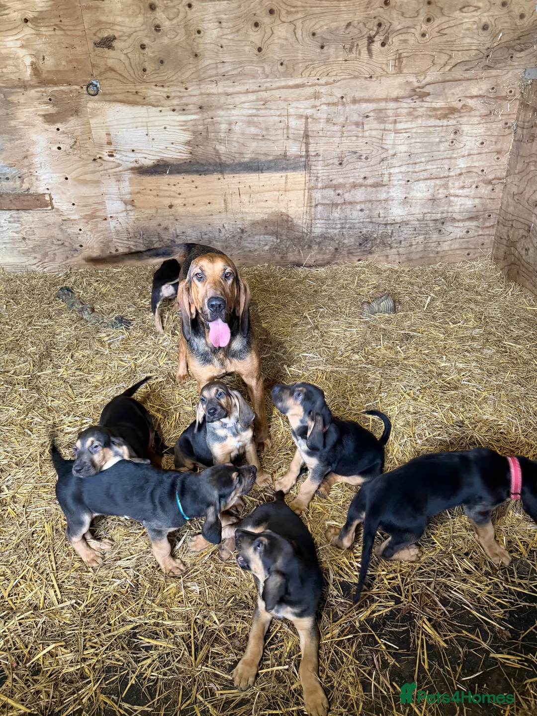 Bloodhound dogs for sale: Bloodhound puppies  - Advert 2