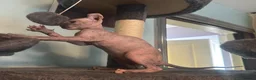 Sphynx cats for sale: Last unique split face girl with elf ears!💛 - Advert 20