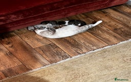 Mixed Breed cats for sale: Kittens for sale - Image 1