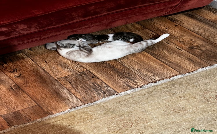 Mixed Breed cats - Advert 1