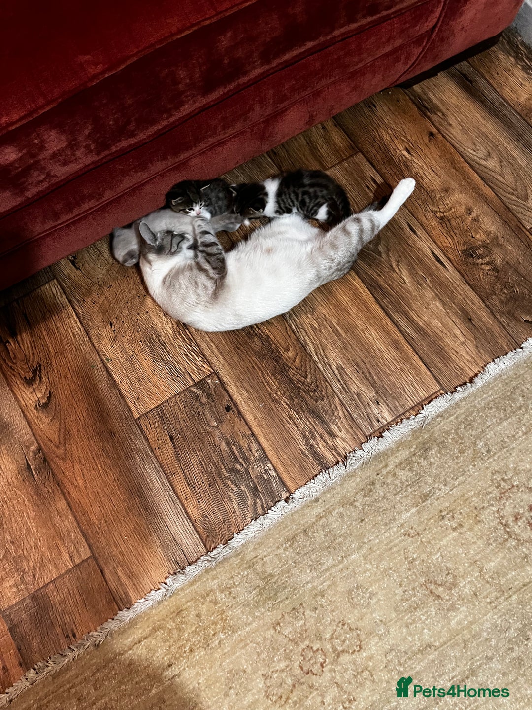 Mixed Breed cats for sale: Kittens for sale - Image 1