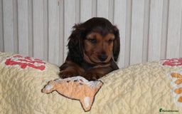 Dachshund dogs for sale: Standard longhaired dachshund puppies - Image 2