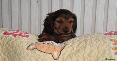 Dachshund dogs - Advert 16