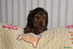 Dachshund dogs - Advert 10