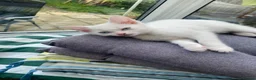 Mixed Breed cats for sale: 3 gorgeous white kittens 12 weeks old - Advert 7