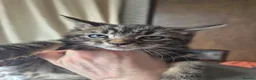 Mixed Breed cats for sale: 3 marble tabbies mixed with a mackerel tabby - Advert 2