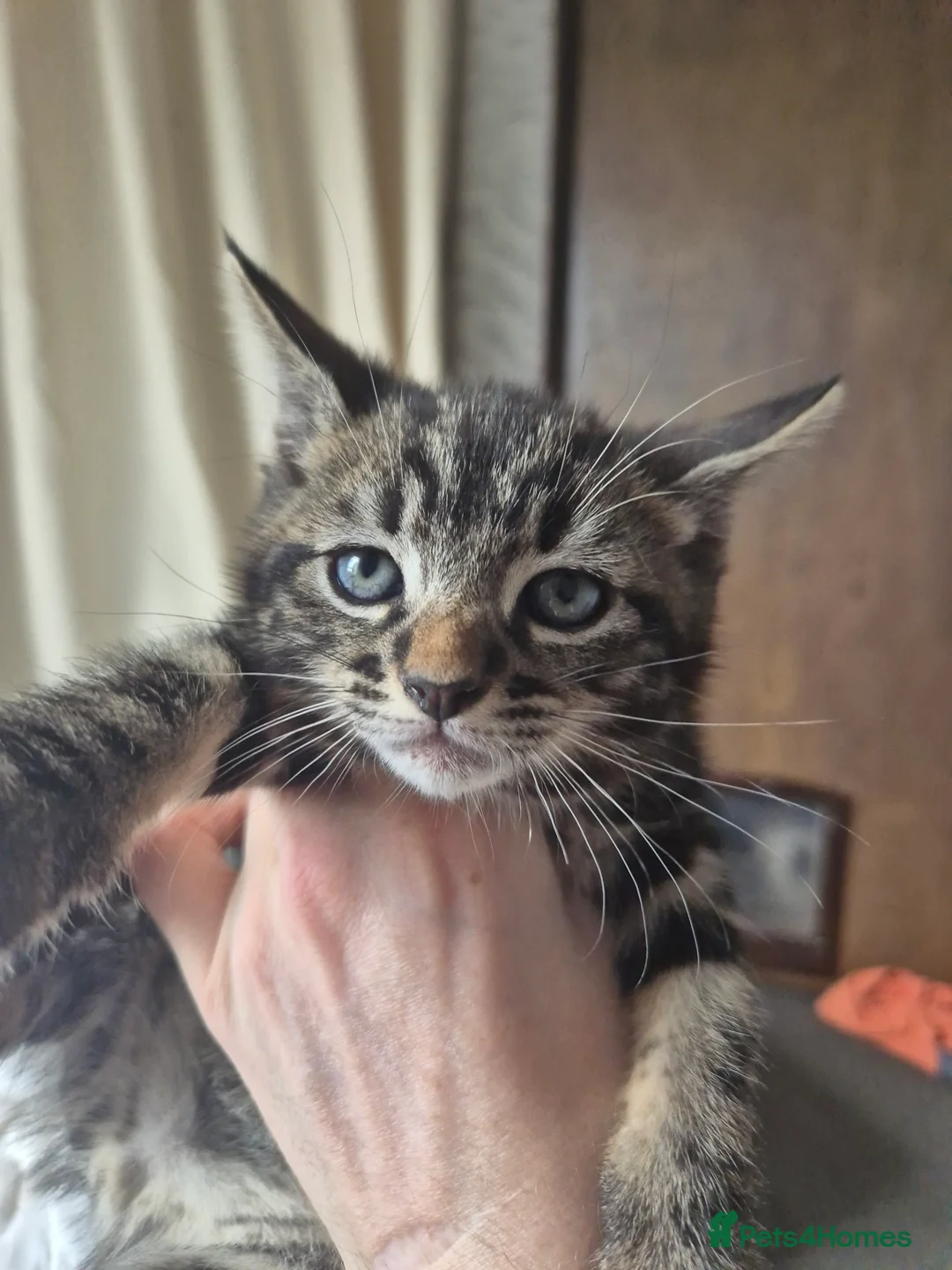 Mixed Breed cats for sale: 3 marble tabbies mixed with a mackerel tabby - Advert 2