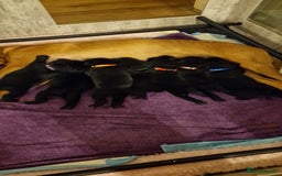 Labrador Retriever dogs for sale: KC Registered Black Lab (1 Girl, 1 boy remaining) - Image 21