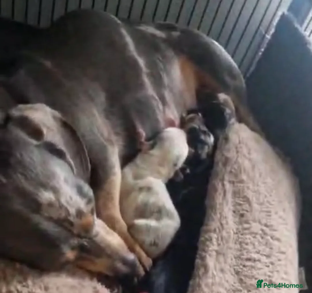 Dachshund dogs for sale: Beautiful miniature daschund puppies - Advert 1