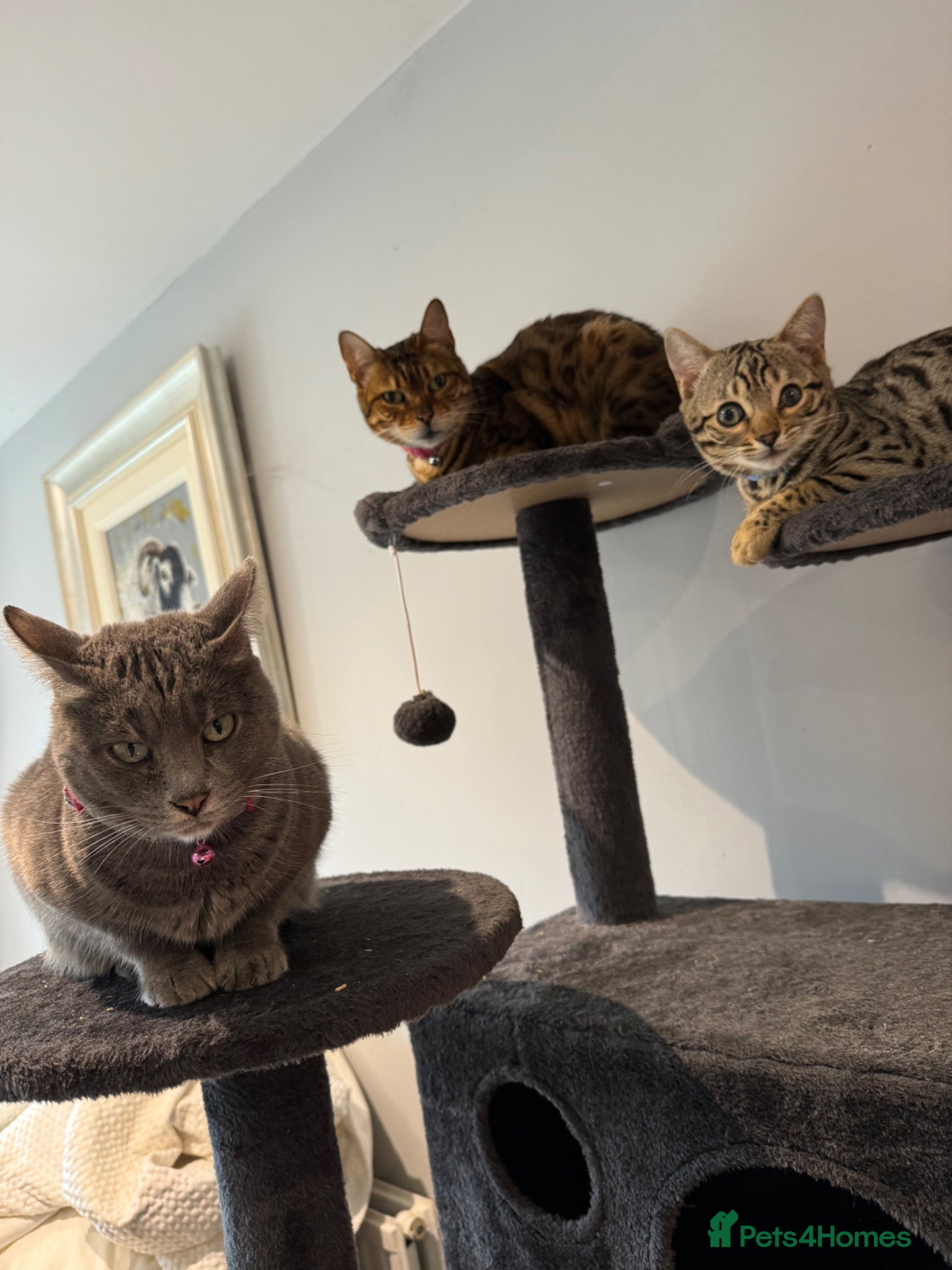 Bengal cats 3 bengal cats for sale - Advert 3