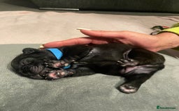 French Bulldog dogs for sale: 7 beautiful male French bull dog pups - Image 1