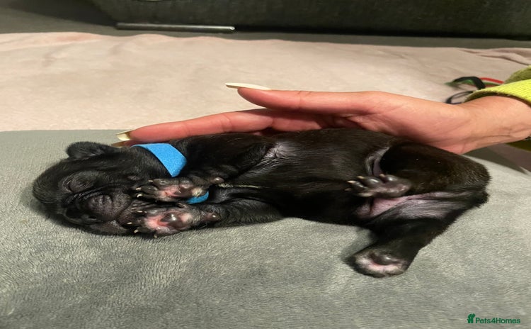 French Bulldog dogs - Advert 6