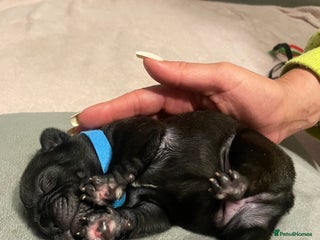 French Bulldog dogs - Advert 17