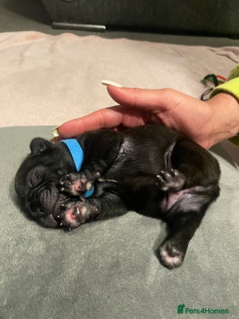 French Bulldog dogs - Advert 2