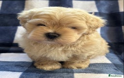 Maltipoo dogs for sale: Stunning Maltipoo Puppies ⭐️ DNA Tested ⭐️ - Image 8