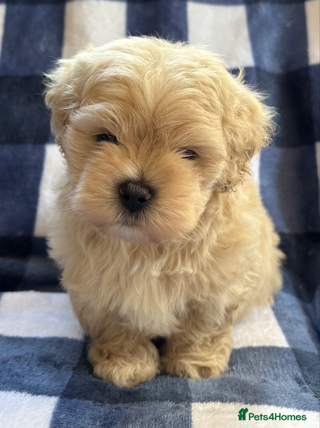 Maltipoo dogs for sale: Stunning Maltipoo Puppies ⭐️ DNA Tested ⭐️ - Image 8