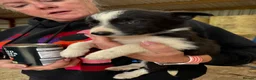 Welsh Collie dogs for sale: Adorable Mid Wales border collie puppies for sale - Advert 17
