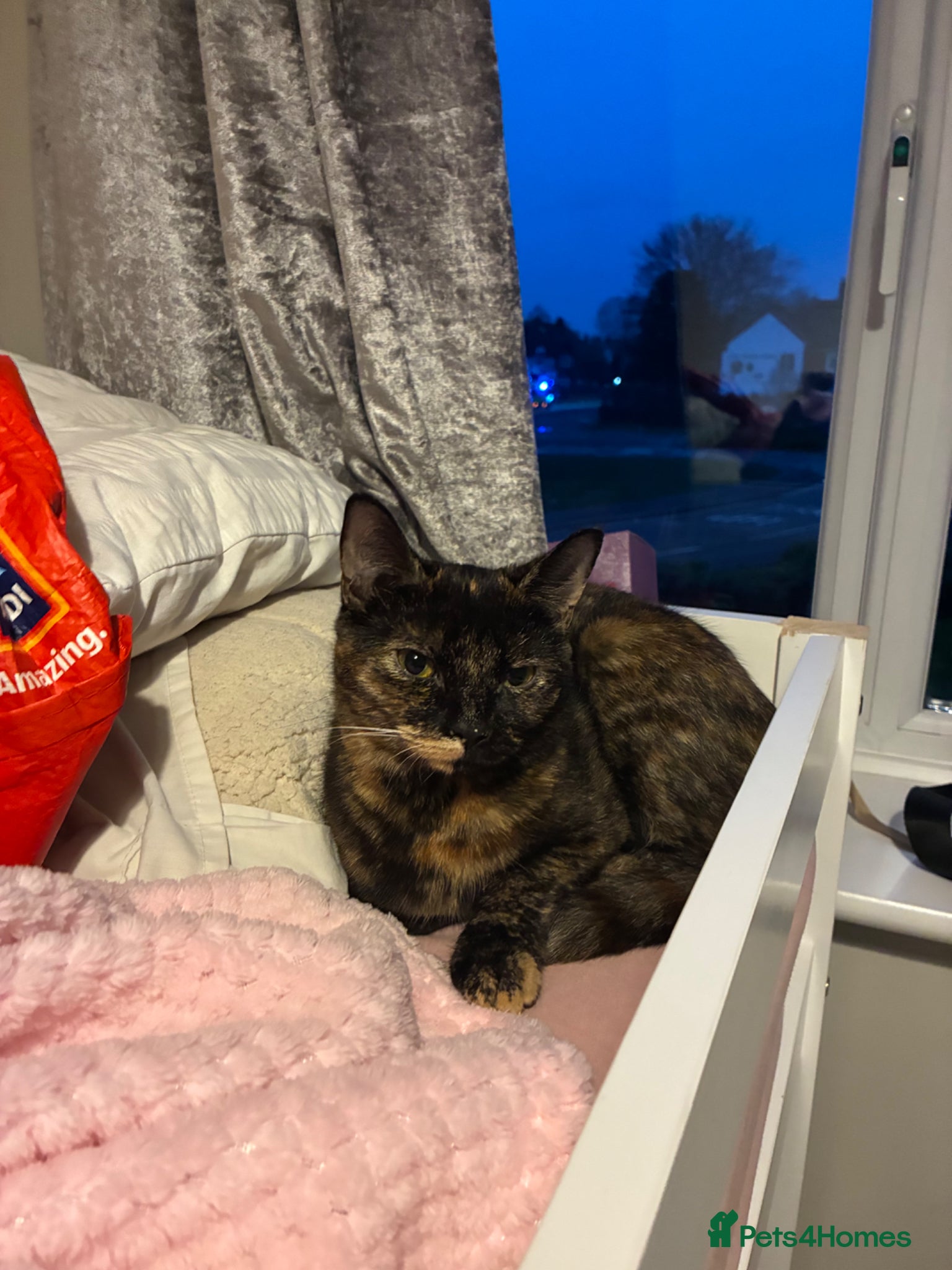 Mixed Breed cats Free to a good home - Advert 3