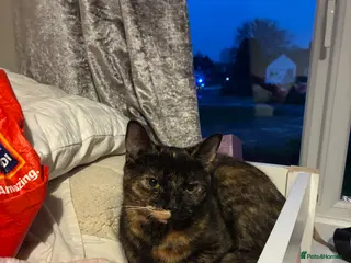 Mixed Breed cats Free to a good home - Advert 3