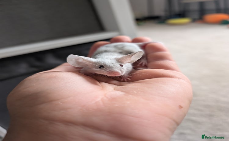 Mouse rodents - Advert 1
