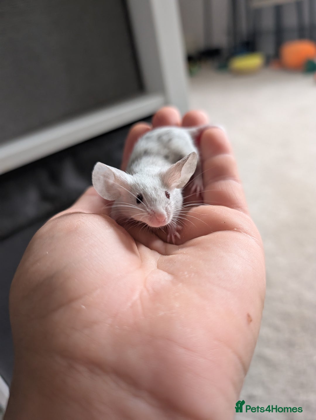 Mouse rodents for sale: Fancy mice looking for homes  - Image 1