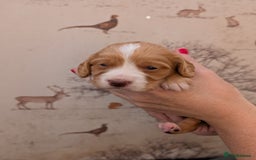 Cocker Spaniel dogs for sale: Beautiful KC Registered Working Cocker Spaniels  - Image 10