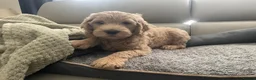 Double Doodle dogs for sale: Health and DNA tested Double Doodles - Advert 27