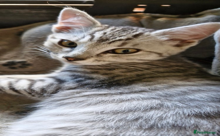 British Shorthair cats - Advert 6