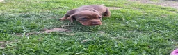Miniature Dachshund dogs for sale: Min dash hound boy for sale  - Advert 10
