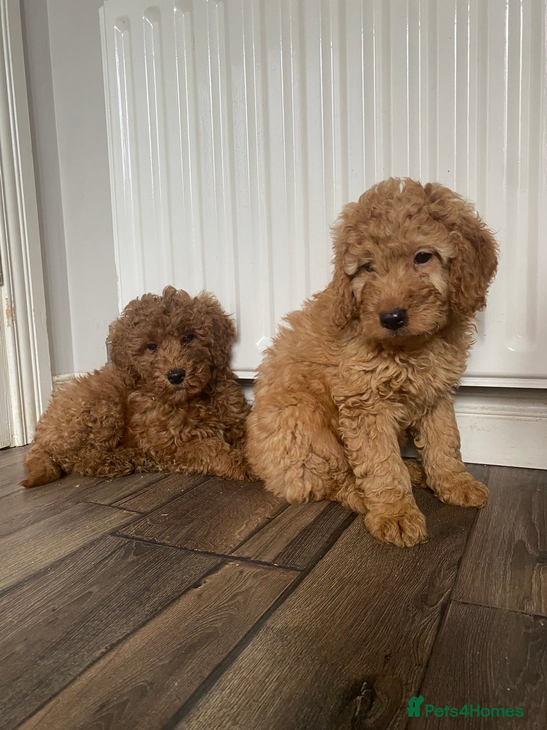 Cockapoo dogs for sale: Beautiful cockapoos - Image 9