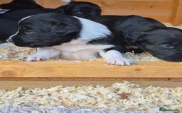 Mixed Breed dogs for sale: Beautiful sprollie puppies  - Image 8