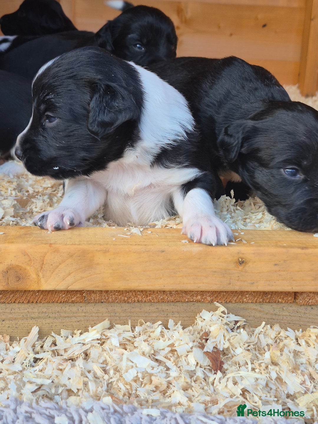 Mixed Breed dogs for sale: Beautiful sprollie puppies  - Image 8