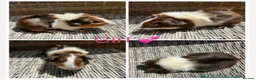 Guinea Pig rodents for sale: Male & Female piggies looking for new laps - Advert 8