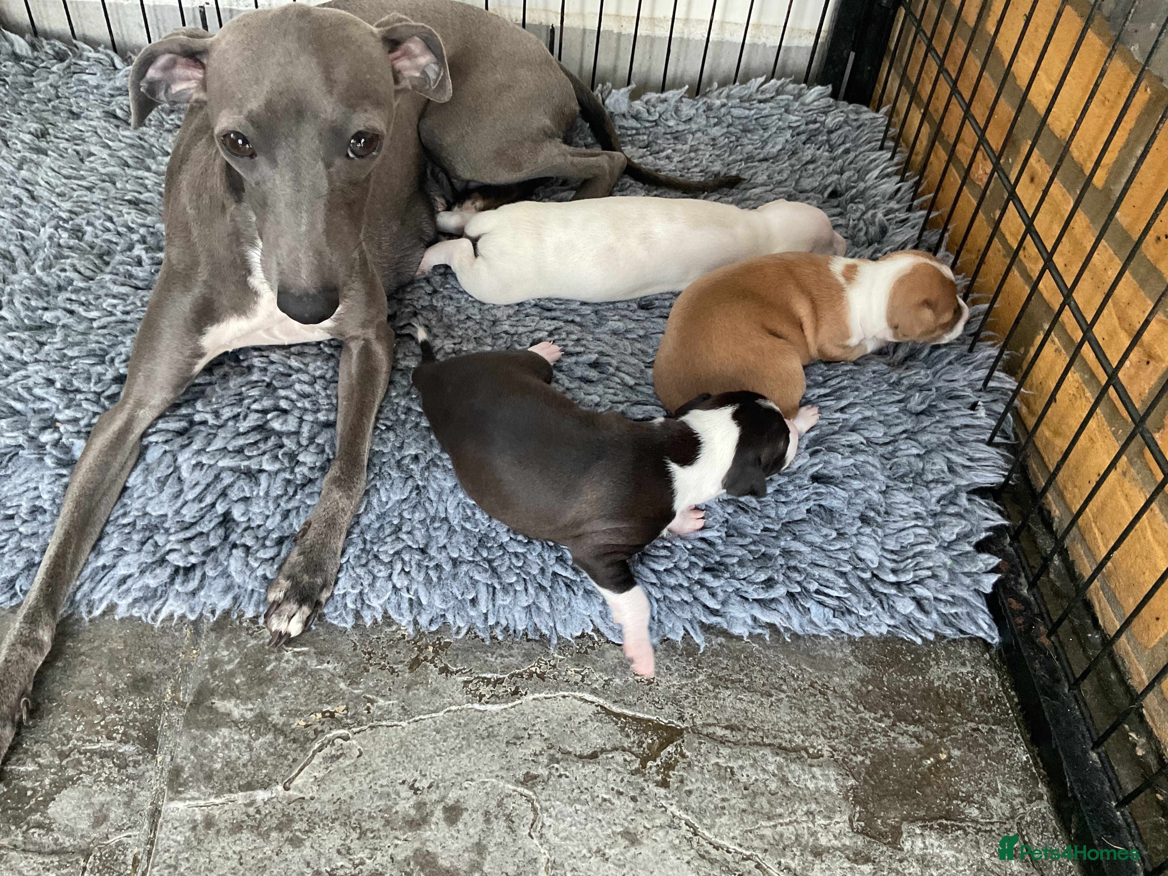 Italian Greyhound dogs Gorgeous Italian greyhound puppies  - Advert 2