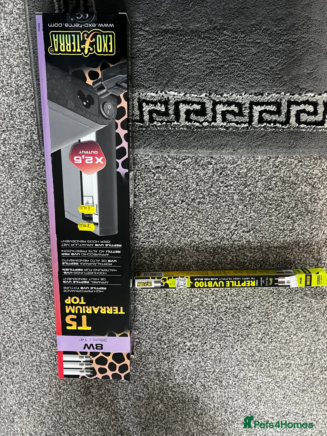 Gecko reptiles for sale: velvet gecko  in Chatteris - Advert 5