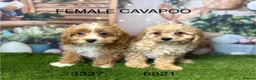 Cavapoo dogs for sale: Gorgeous Cavapoo puppies from a licensed breeder  - Advert 3
