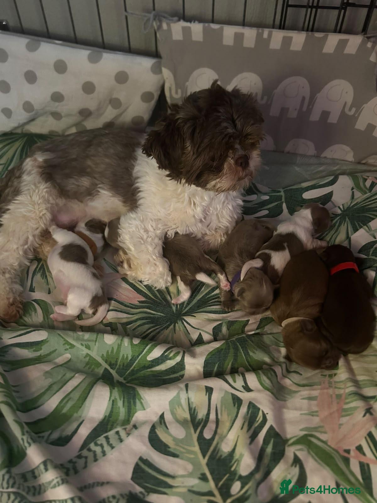 Shih Tzu dogs IMPERIAL SHITZU 5 BOYS 1 GIRL  - Advert 1