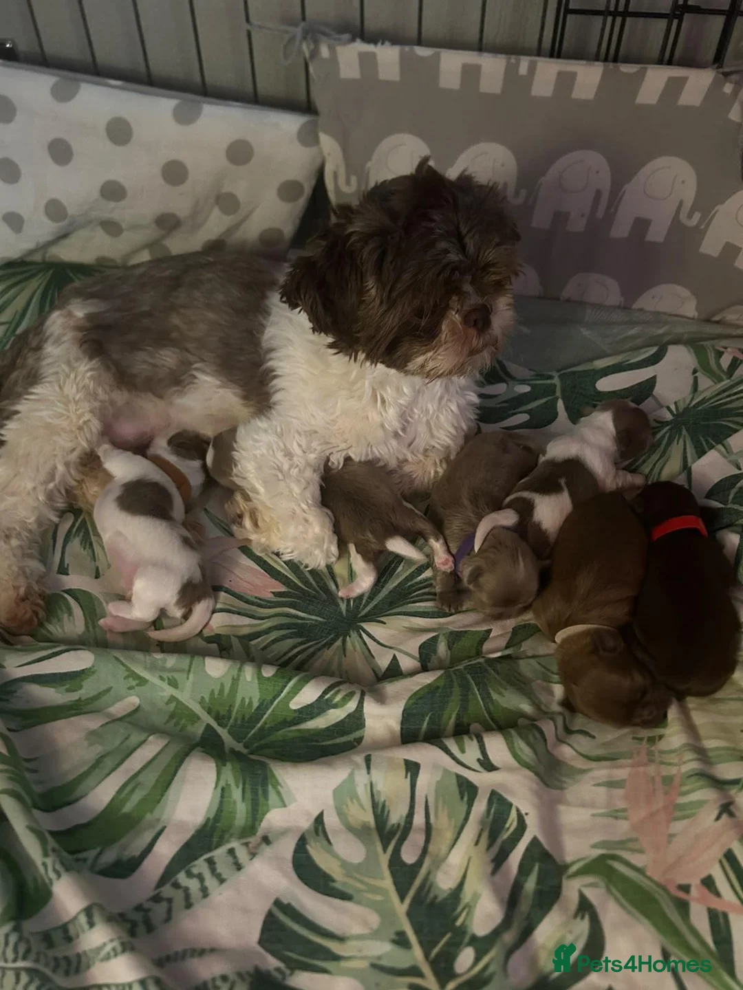 Shih Tzu dogs for sale: IMPERIAL SHITZU 5 BOYS 1 GIRL  - Advert 1