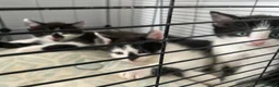 Mixed Breed cats for sale: Kittens - Advert 5